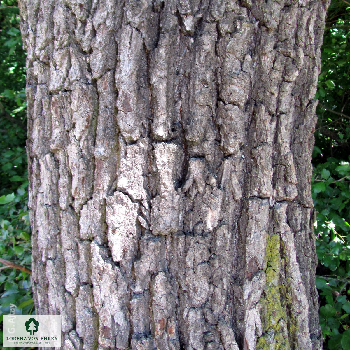 Quercus frainetto