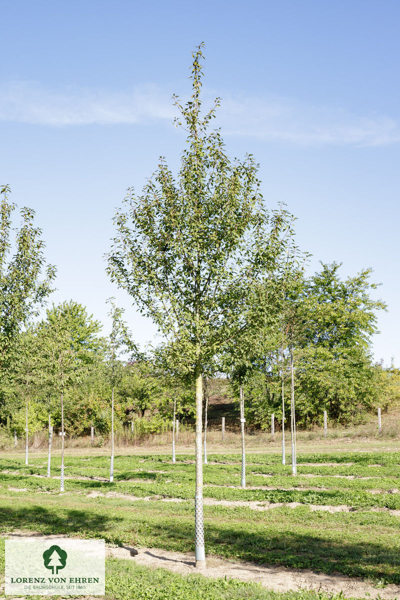 Prunus padus 'Tiefurt'