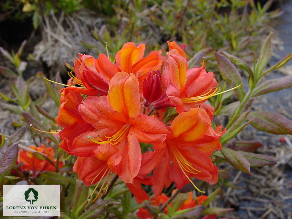 Rhododendron Azalea 'Sunny Boy'