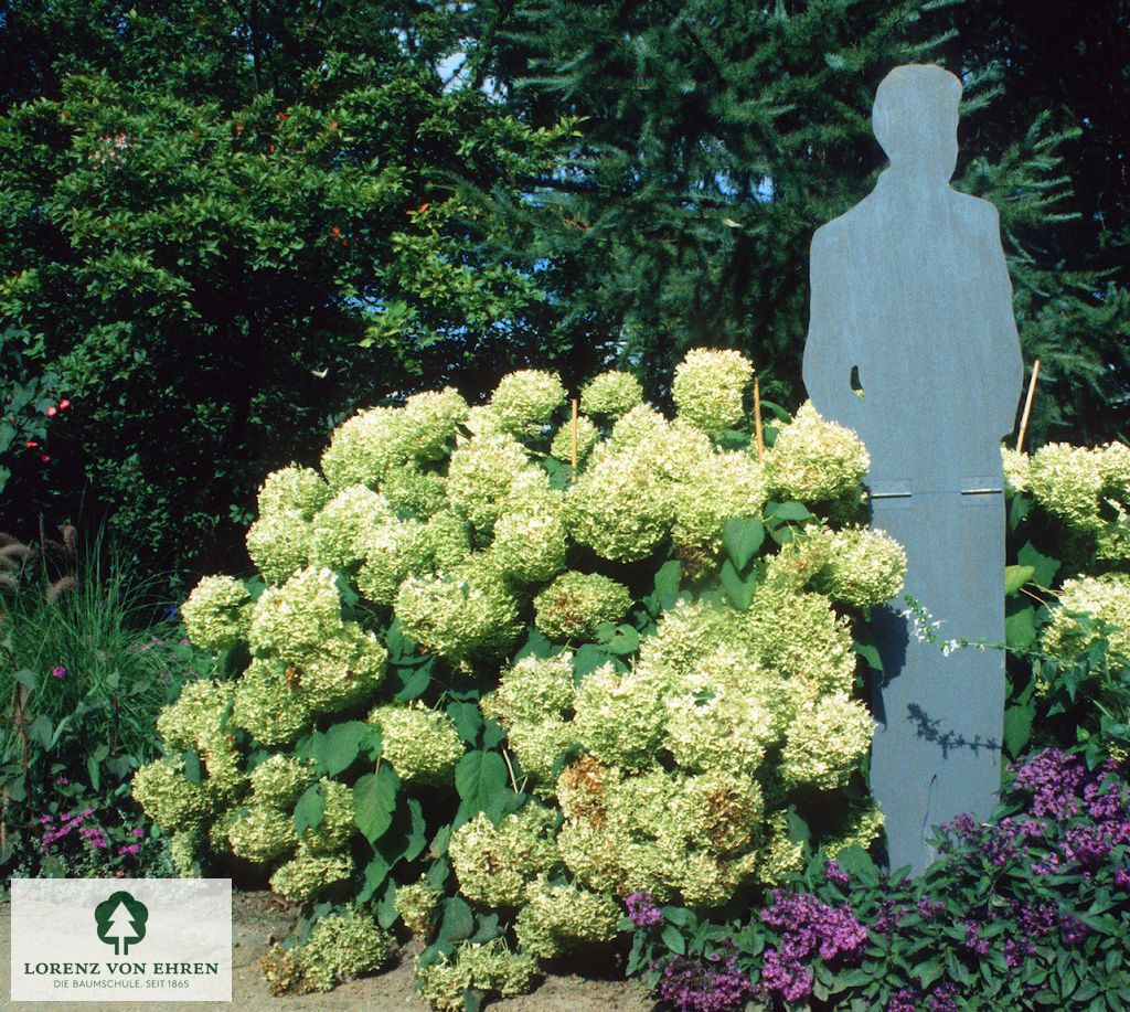 Hydrangea arborescens 'Annabelle'