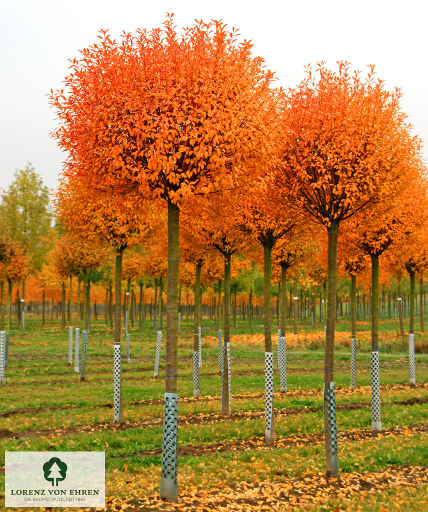 Prunus fruticosa 'Globosa'