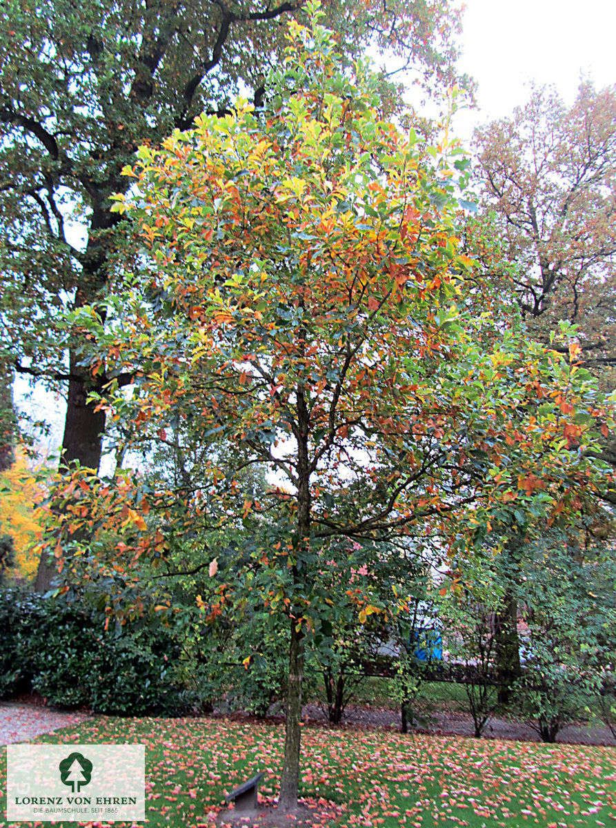 Quercus bicolor