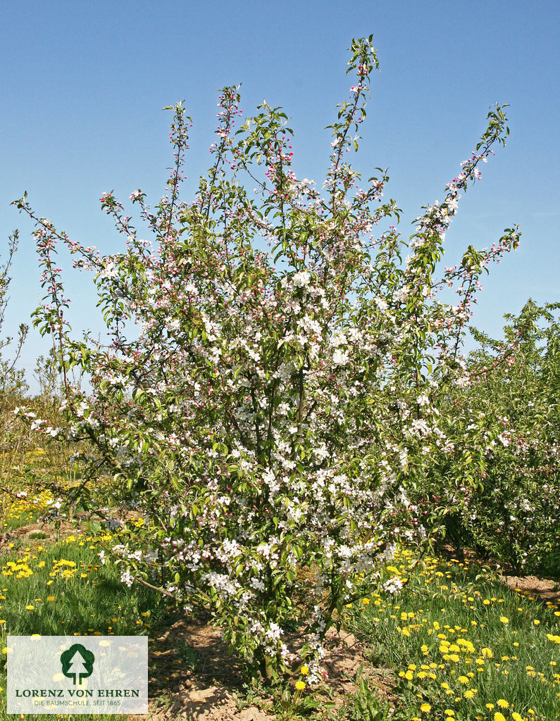 Malus 'Professor Sprenger'