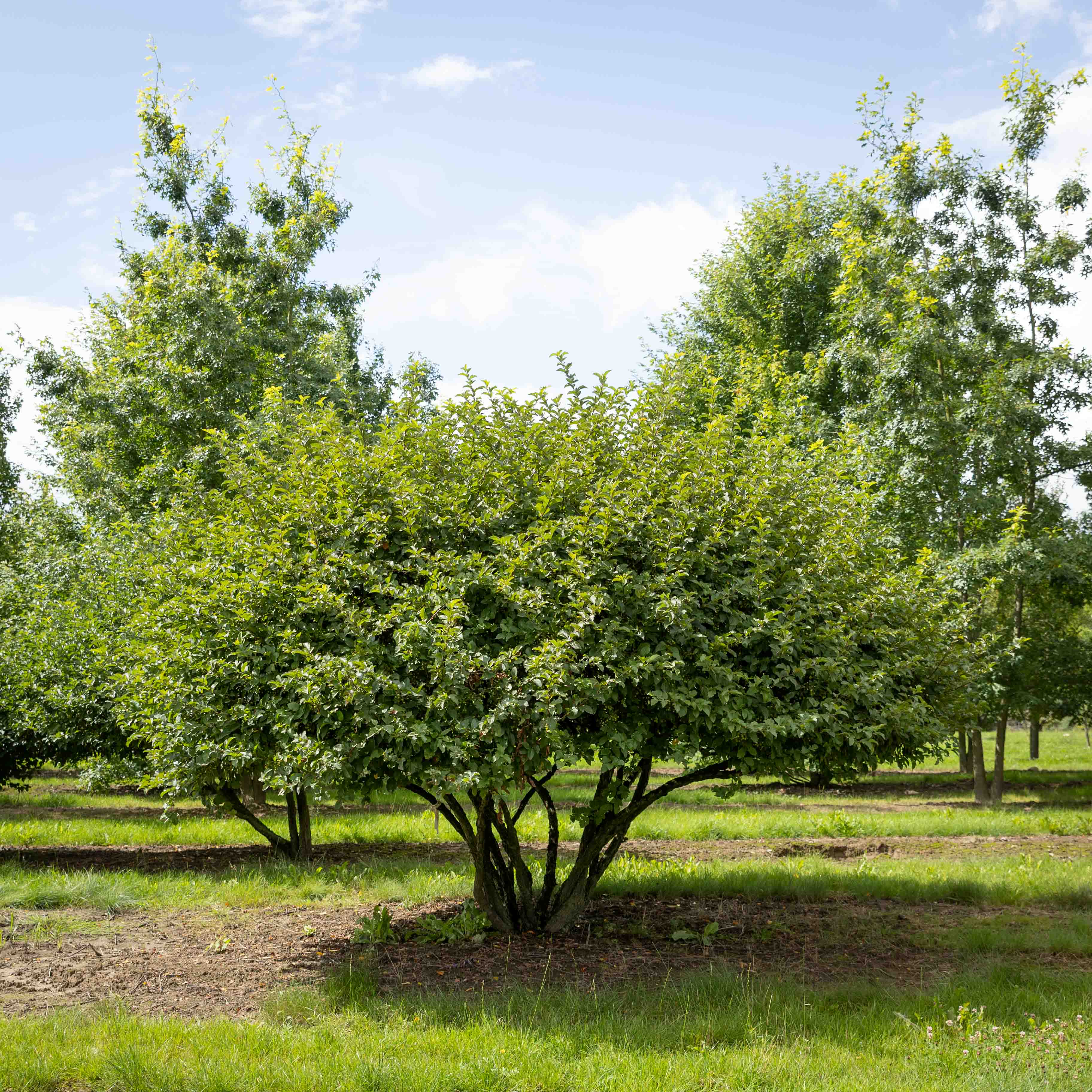 Malus toringo sargentii 'Eskilstuna' Unikat