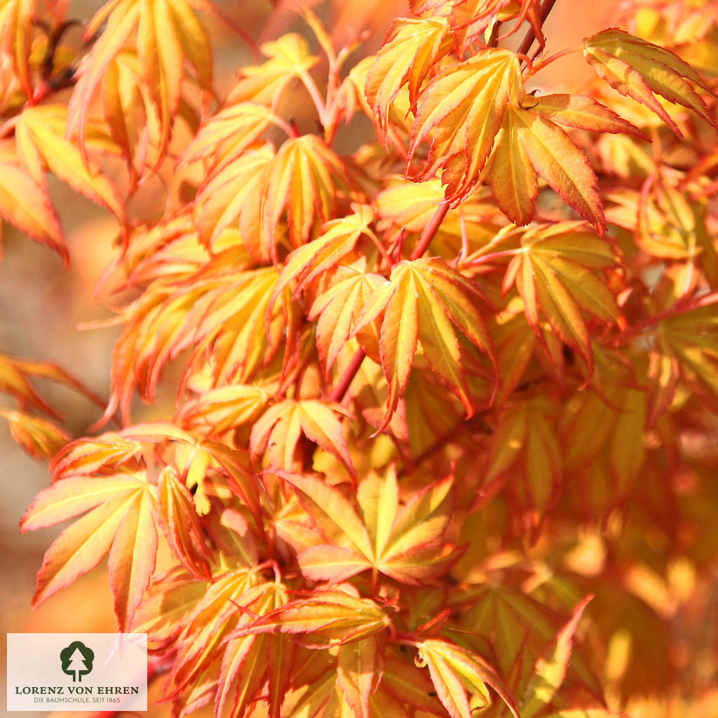 Acer palmatum 'Katsura'