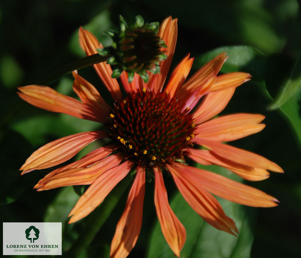 Echinacea purpurea 'Sundown'