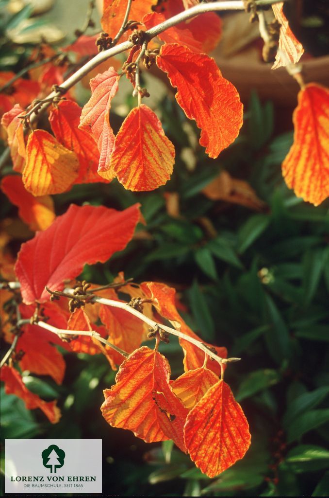 Hamamelis intermedia 'Feuerzauber'