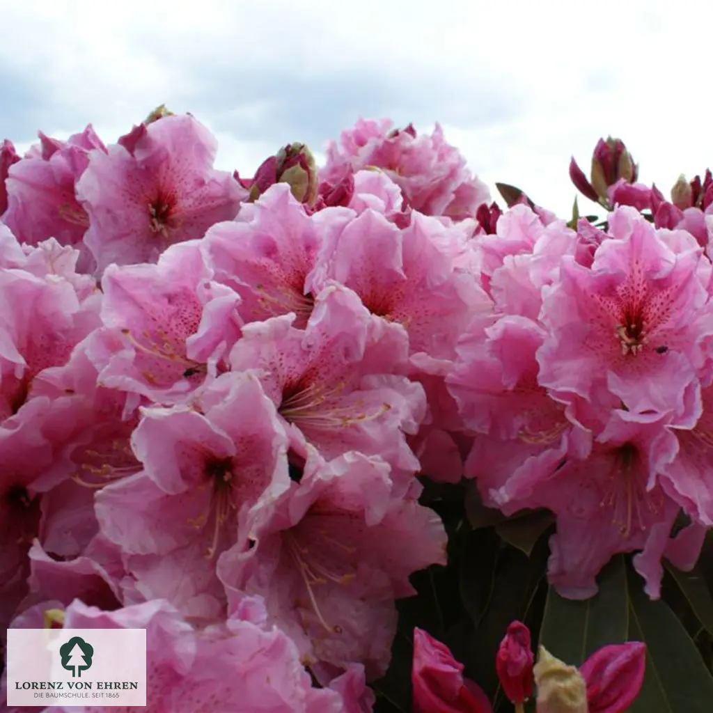 Rhododendron discolor 'Spätlese'