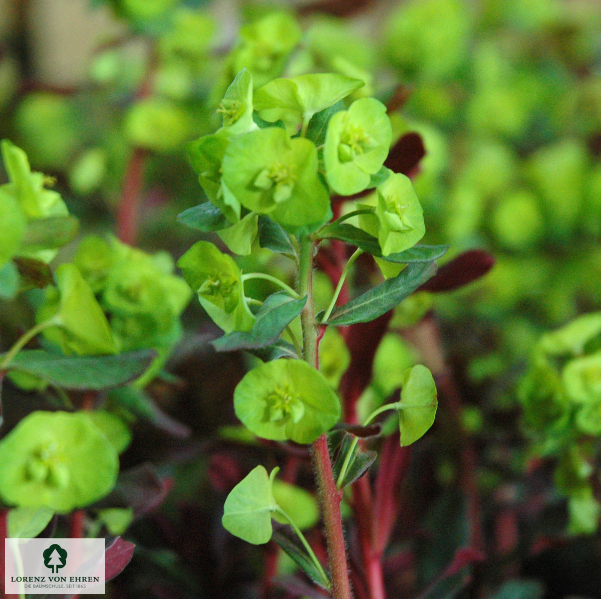 Euphorbia amygdaloides 'Purpurea'