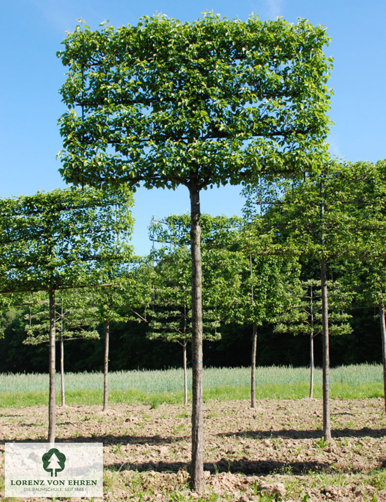 Pyrus calleryana 'Chanticleer'