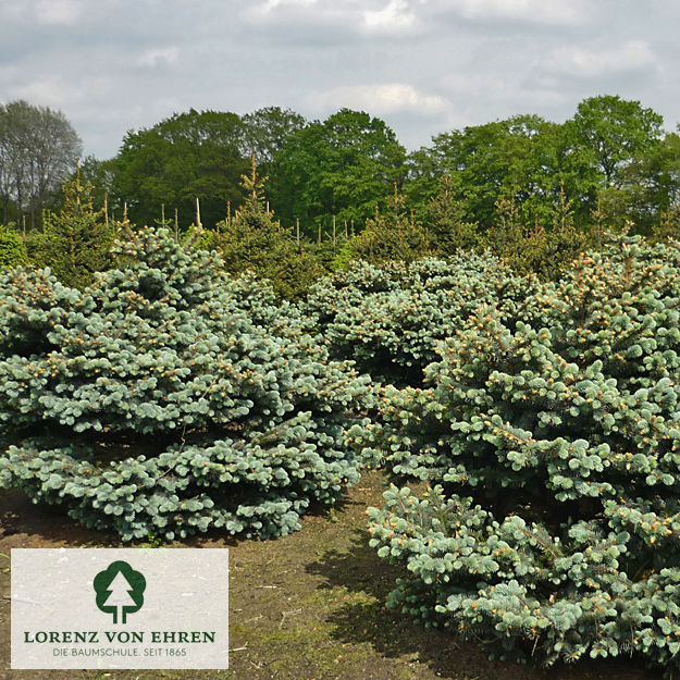 Picea pungens 'Glauca Globosa'