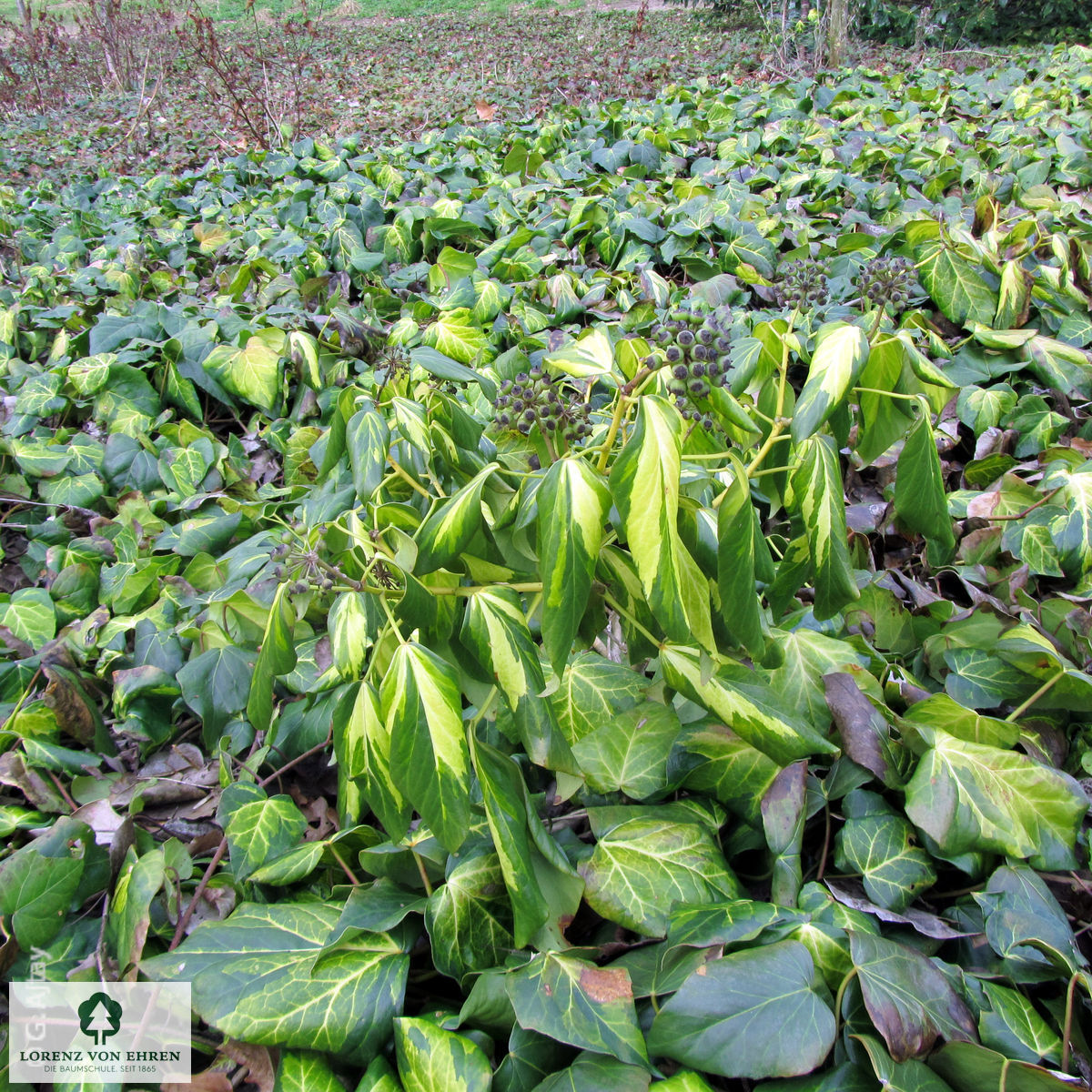 Hedera colchica 'Sulphur Heart'