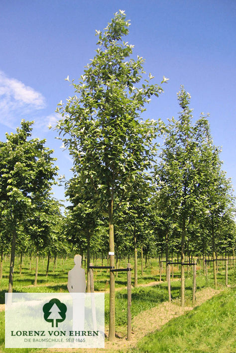 Sorbus aria 'Magnifica'