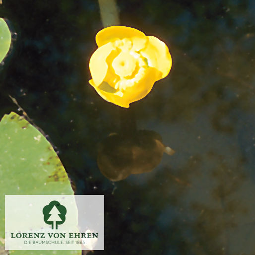 Nuphar lutea