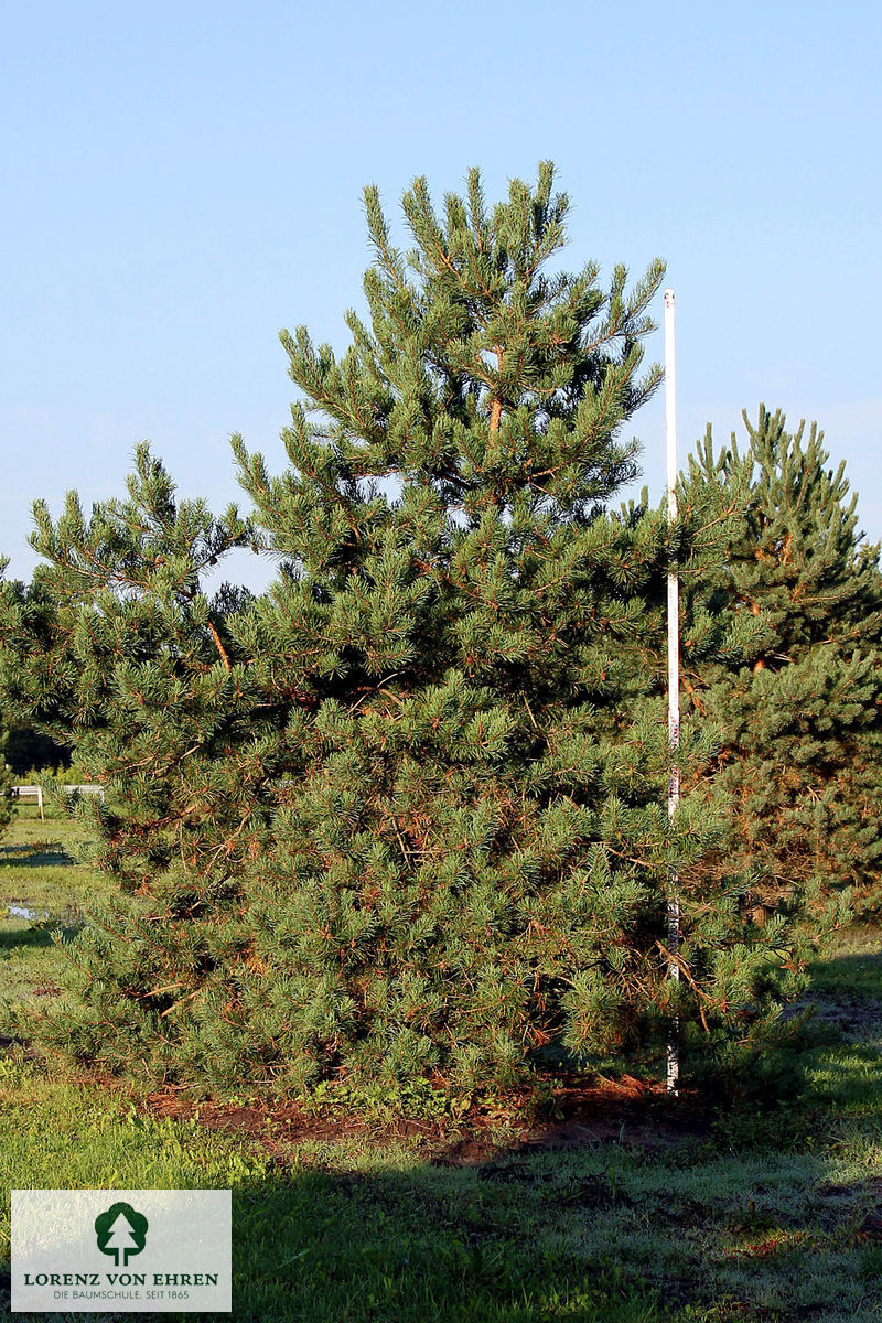 Pinus sylvestris 'Glauca'