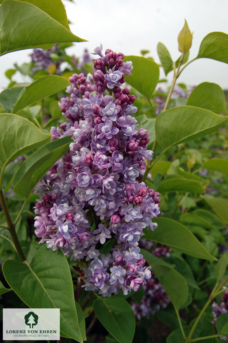 Syringa vulgaris 'Katherine Havemeyer'