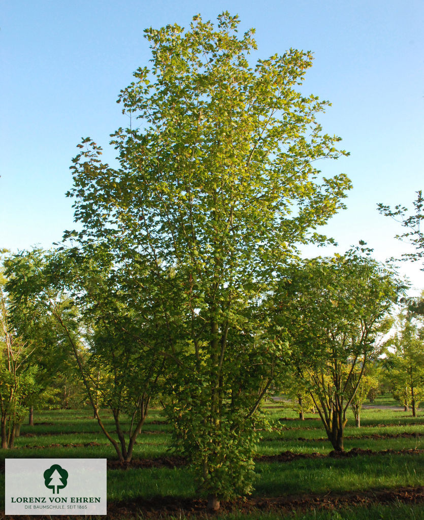 Acer saccharum