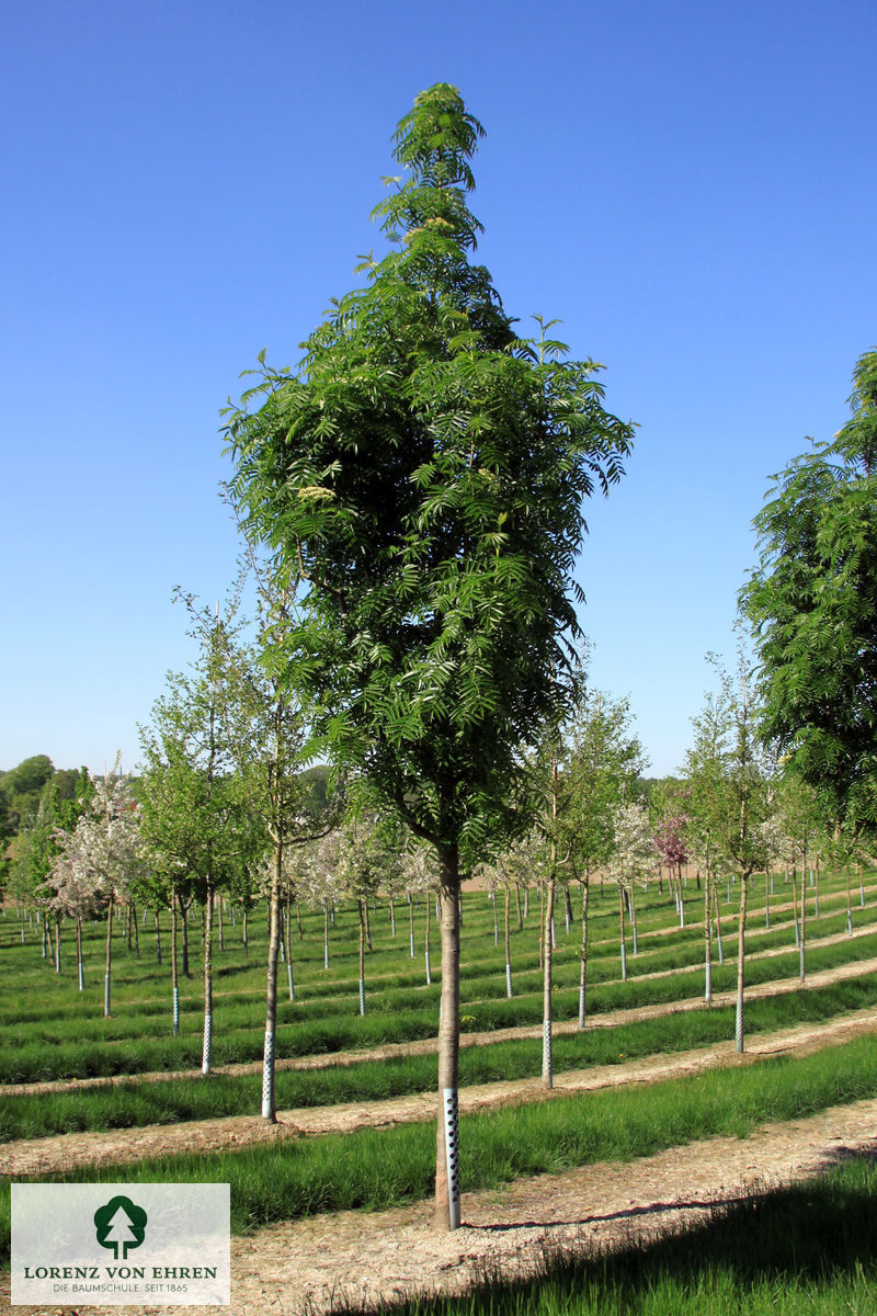 Sorbus 'Dodong'