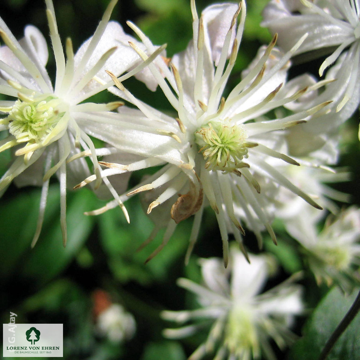 Clematis vitalba