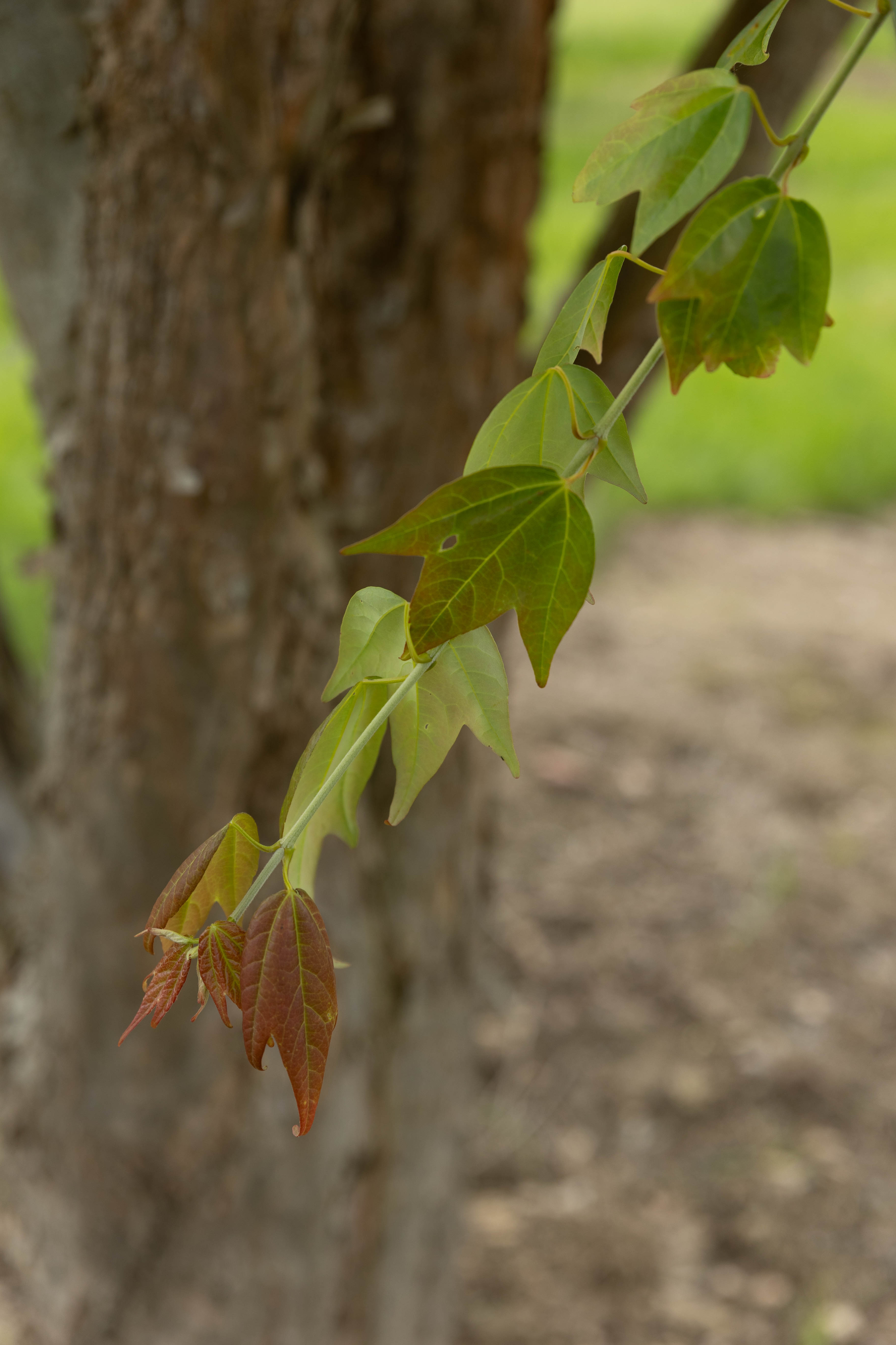 Stamm und Blätter eines Baumes