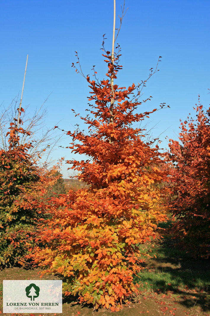 Fagus sylvatica 'Atropunicea'