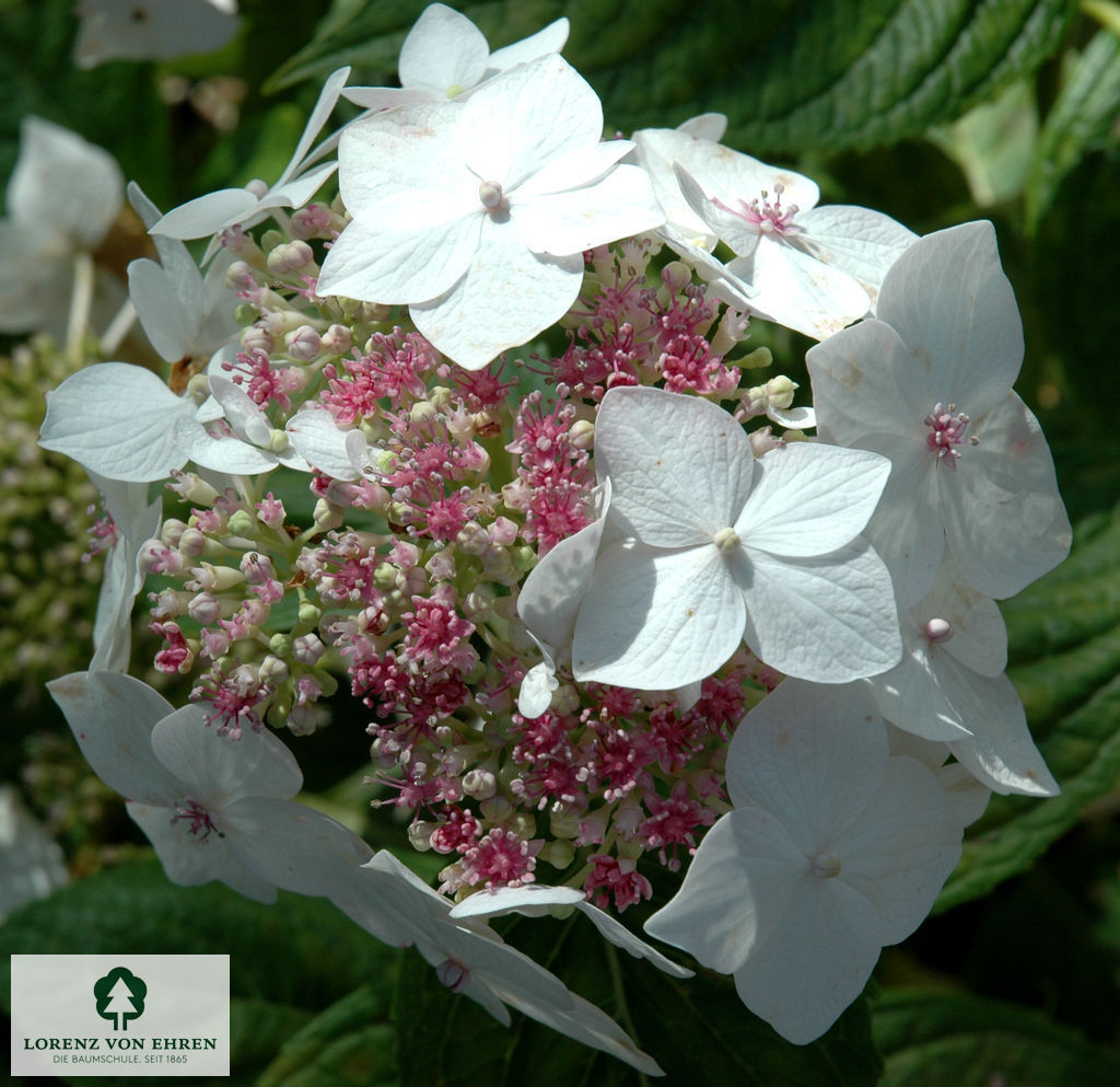 Hydrangea macrophylla 'Lanarth White'