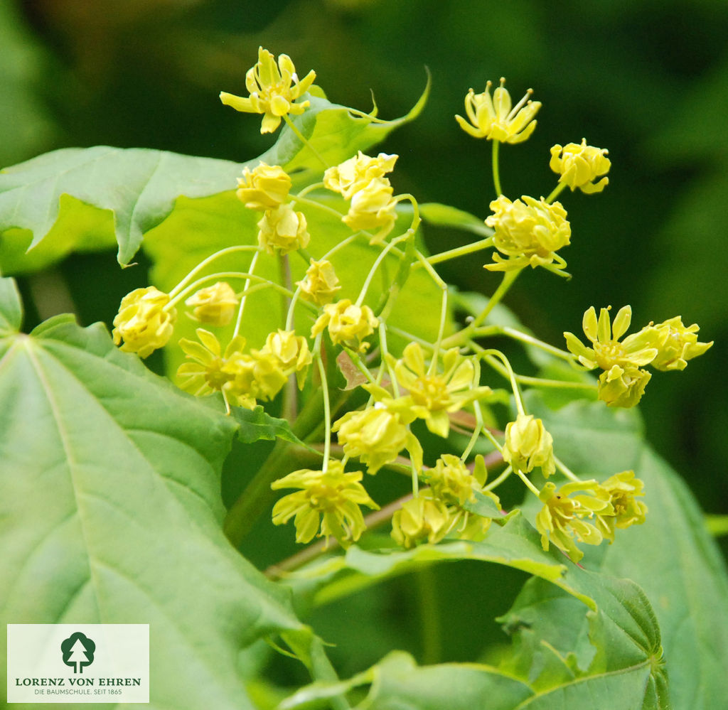 Acer platanoides 'Globosum'