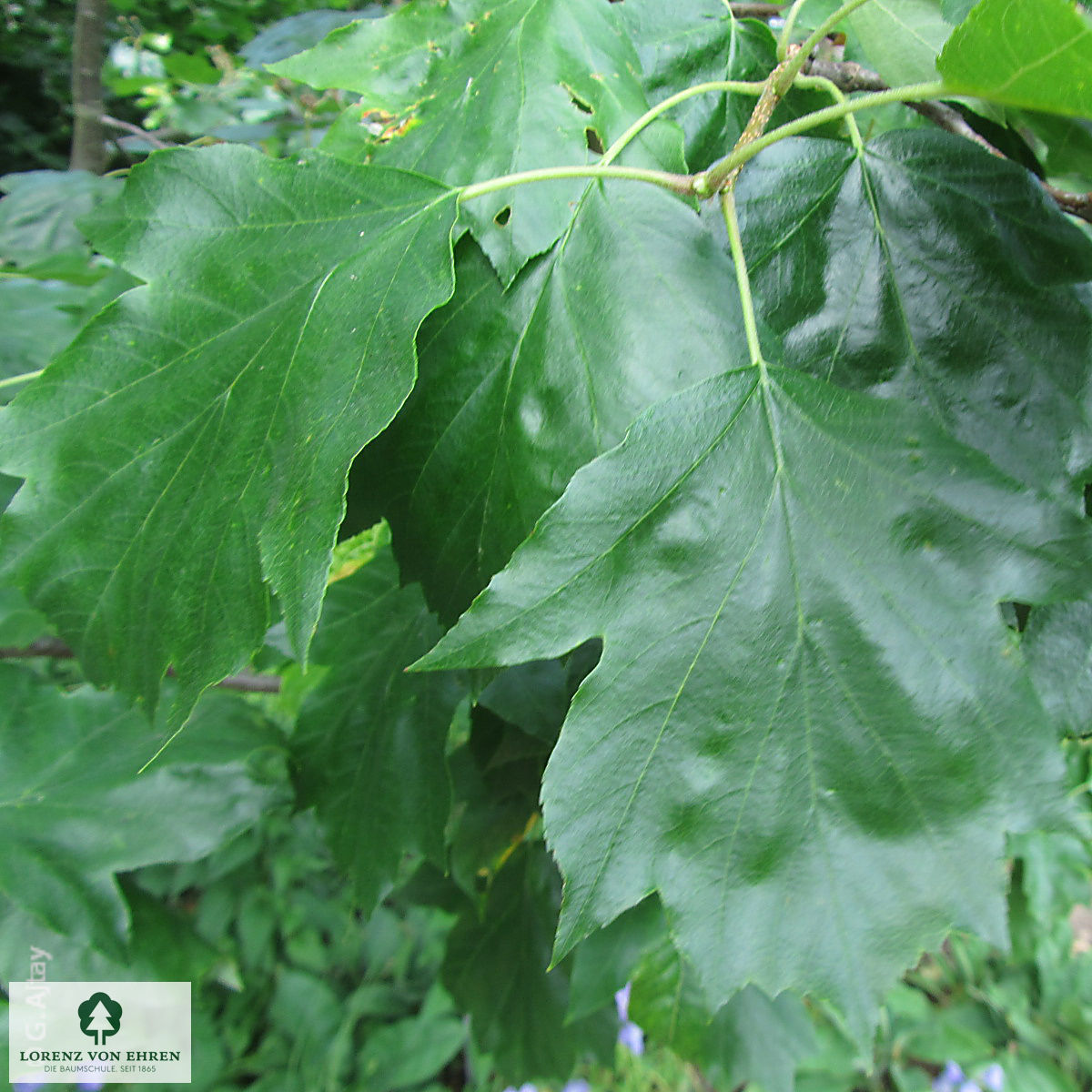 Sorbus torminalis