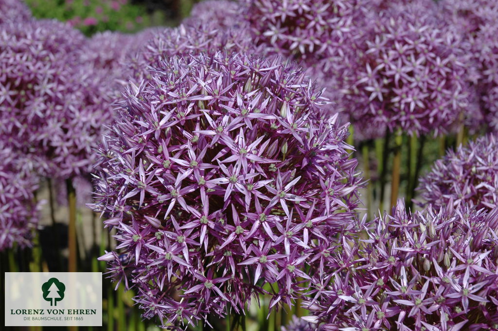 Allium 'Globemaster'