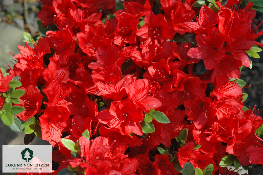 Rhododendron Japanische Azalee 'Diamant [rot]'