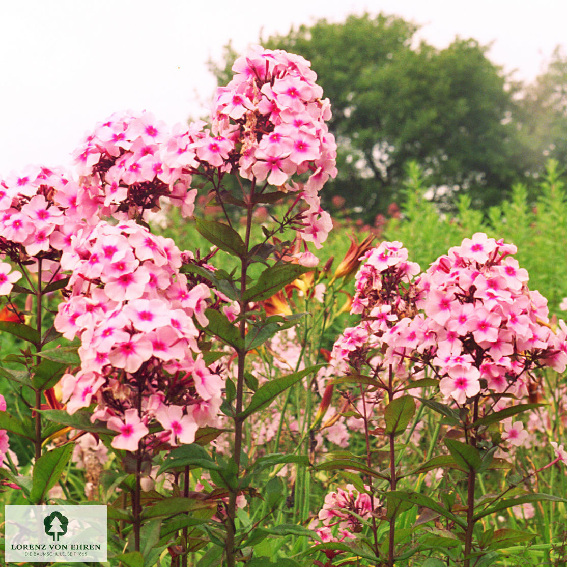 Phlox Paniculata-Hybriden 'Landhochzeit'