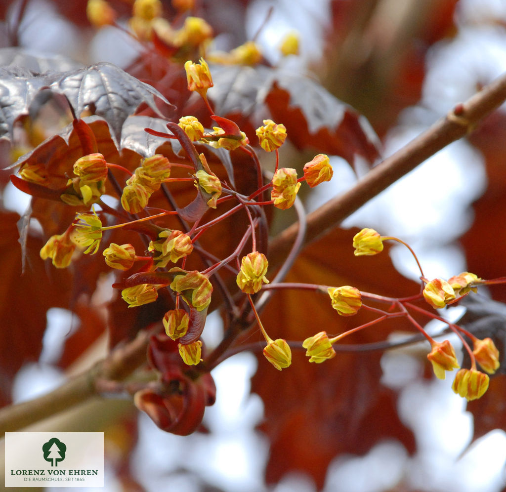 Acer platanoides 'Royal Red'