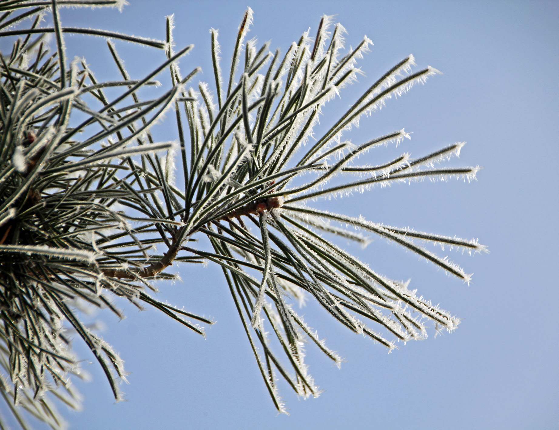 Pinus sylvestris Unikat