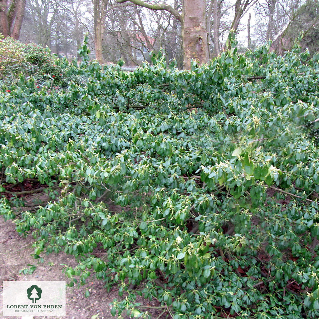 Euonymus fortunei 'Vegetus'