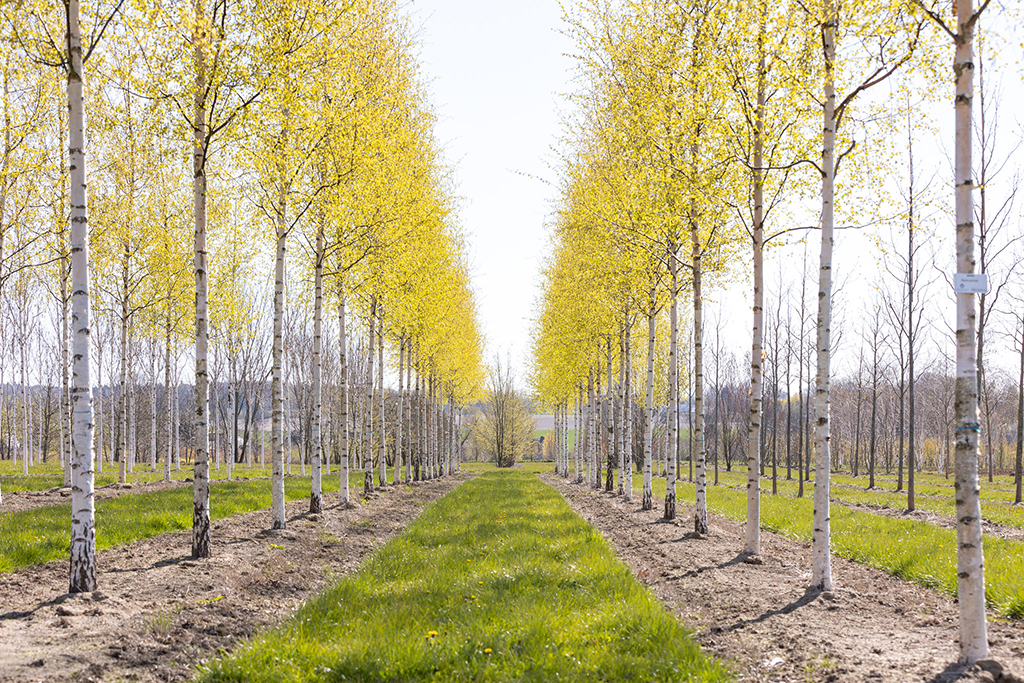 Betula jacquemontii im Frühjahr