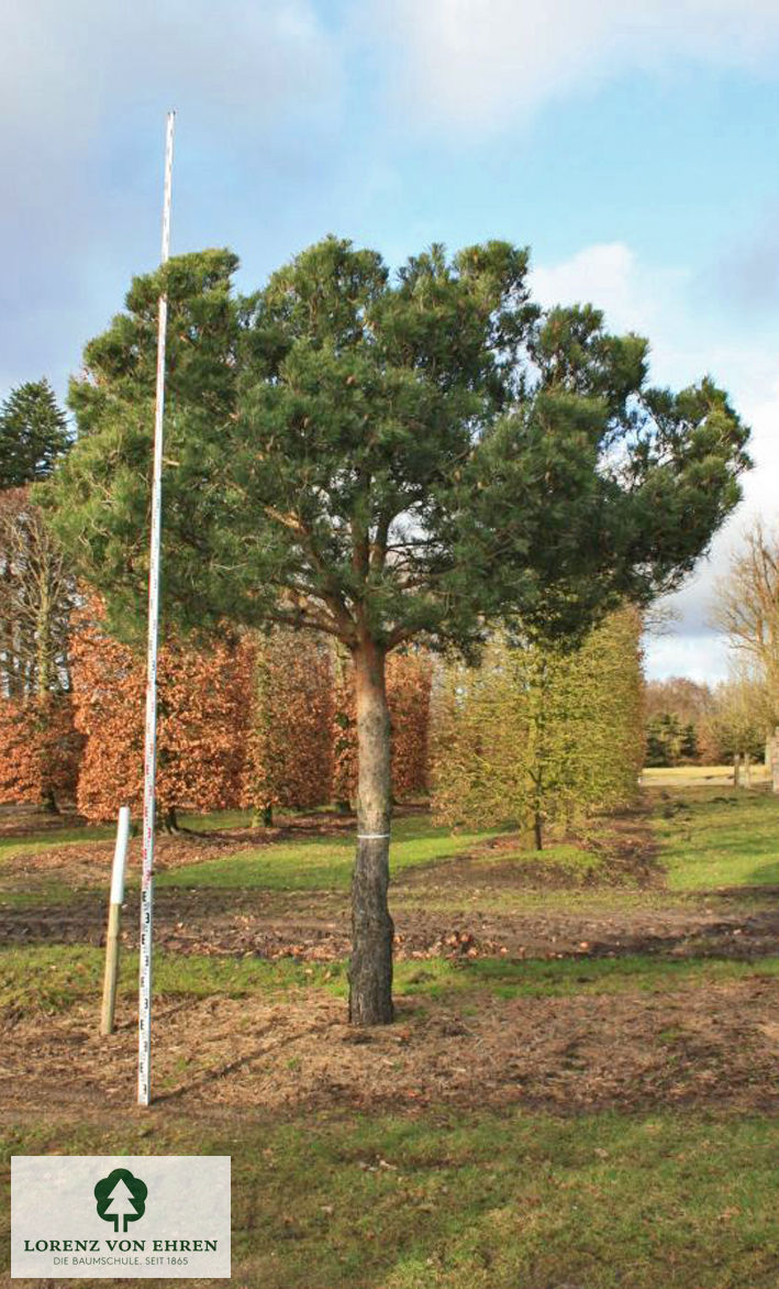 Pinus sylvestris 'Norske Typ'