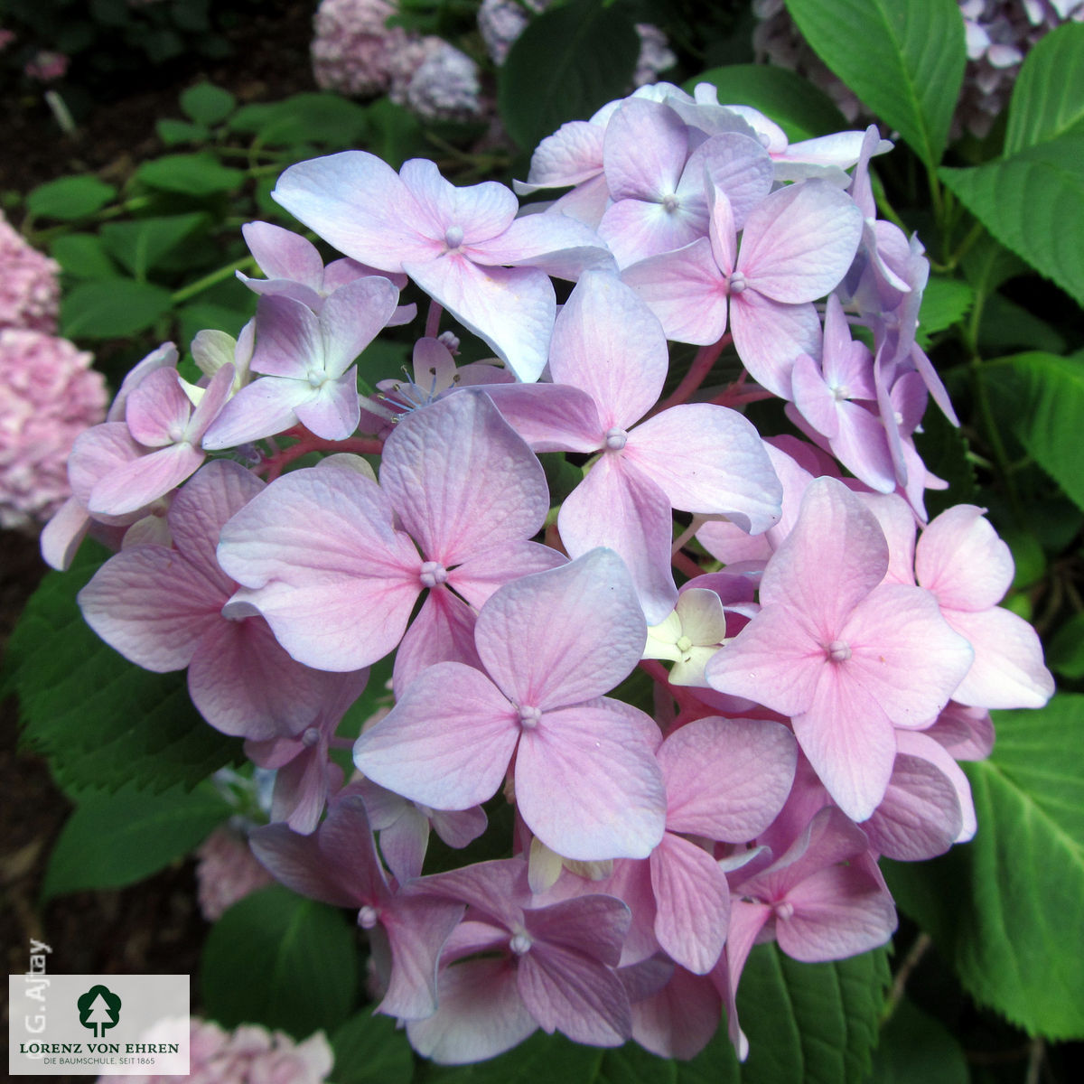 Hydrangea macrophylla 'Bouquet Rose'