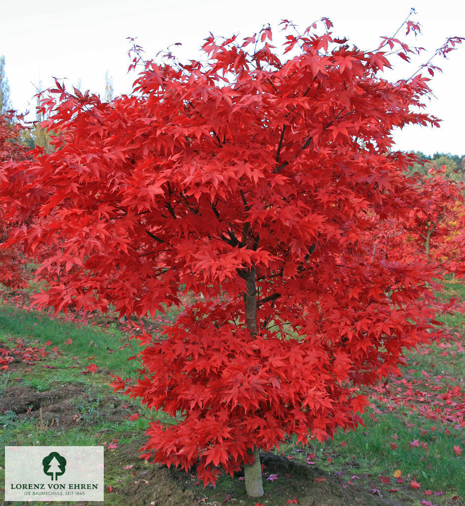 Acer palmatum 'Osakazuki'