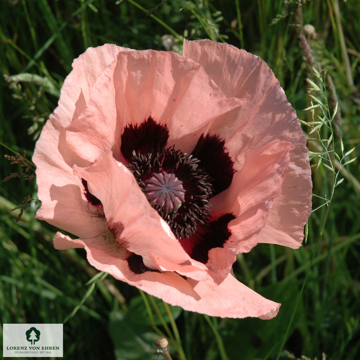 Papaver orientale 'Königin Alexandra'