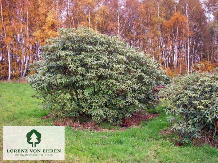 Rhododendron Hybride 'Catawbiense Album'