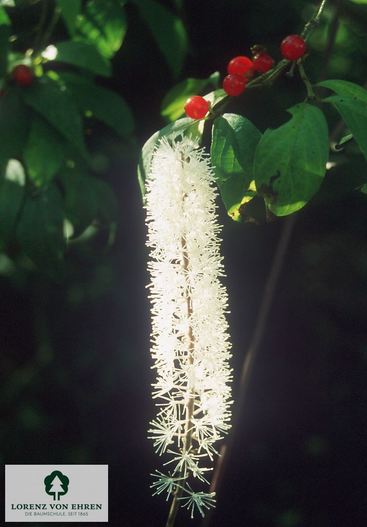 Cimicifuga racemosa cordifolia