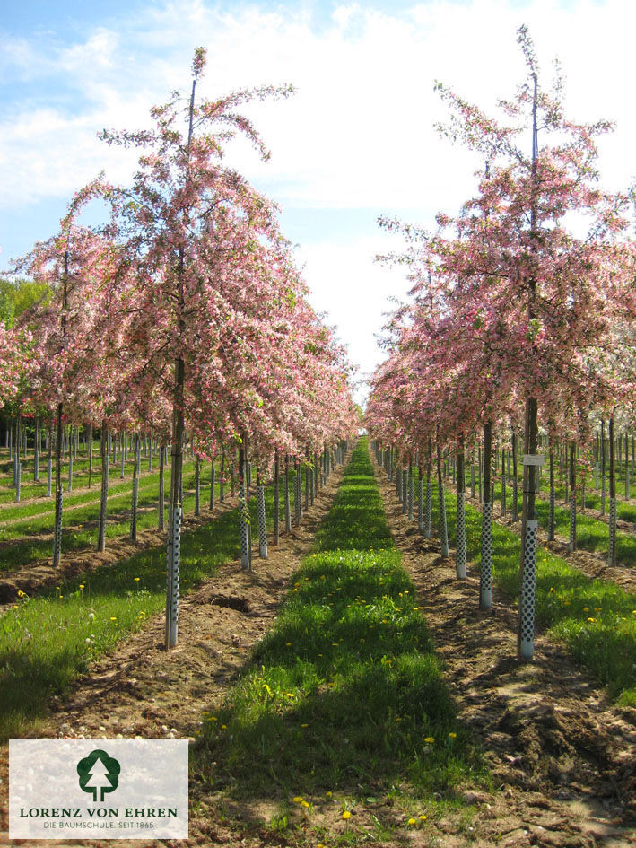 Malus floribunda