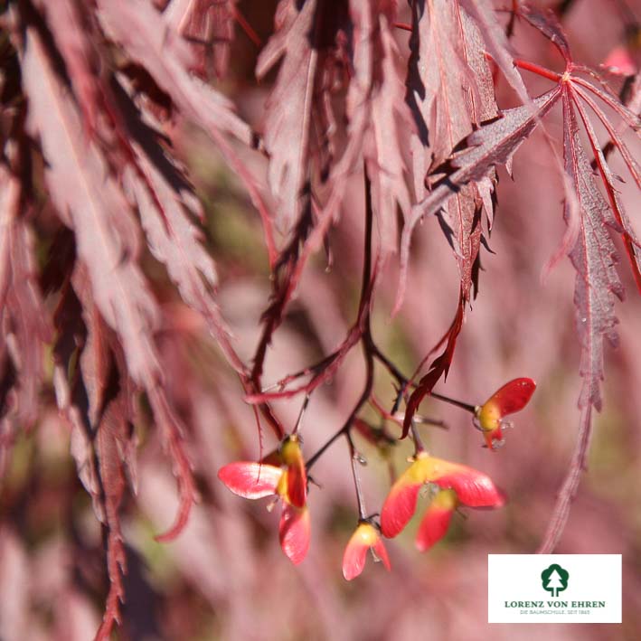 Acer palmatum 'Dissectum Nigrum'