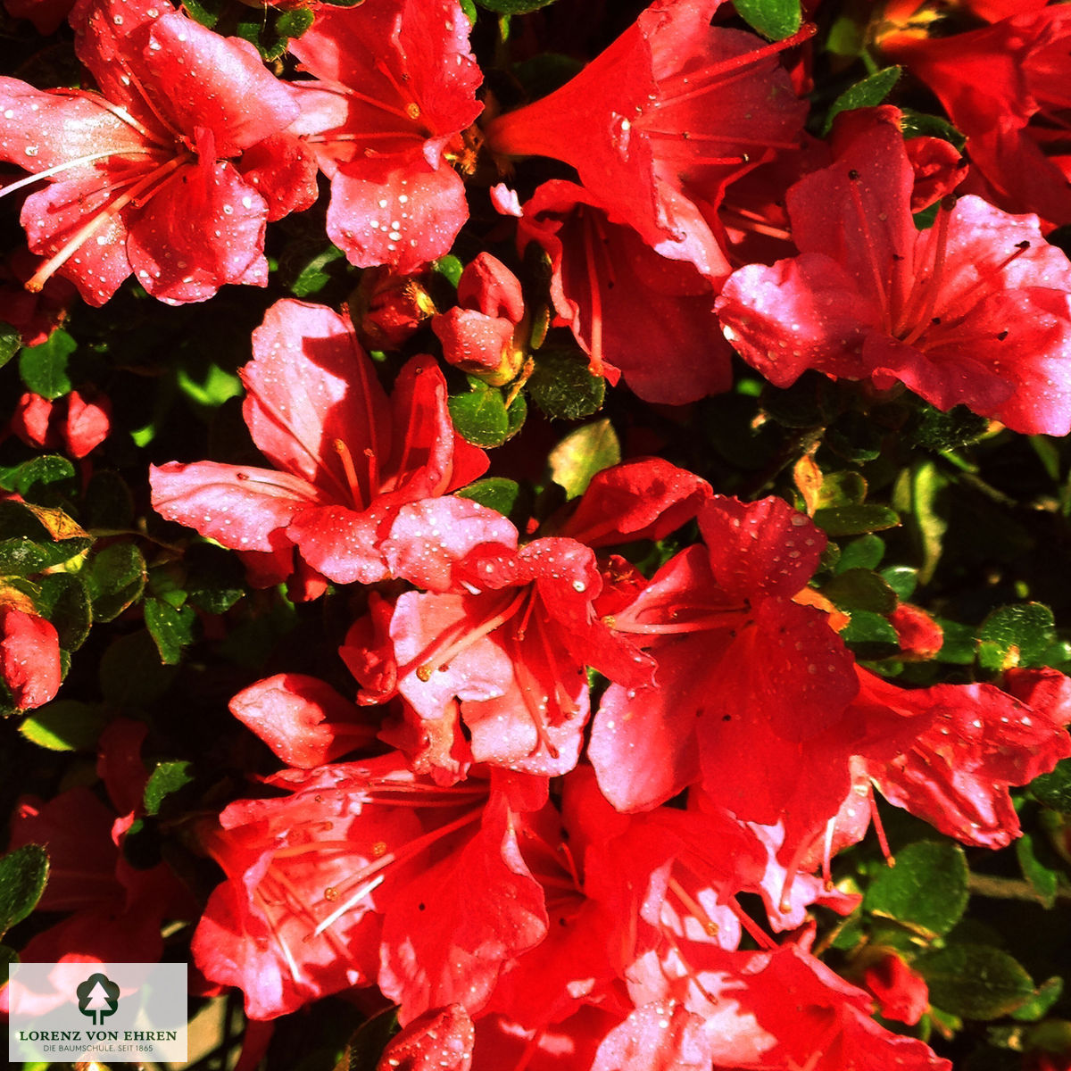 Rhododendron Japanische Azalee 'Muttertag'