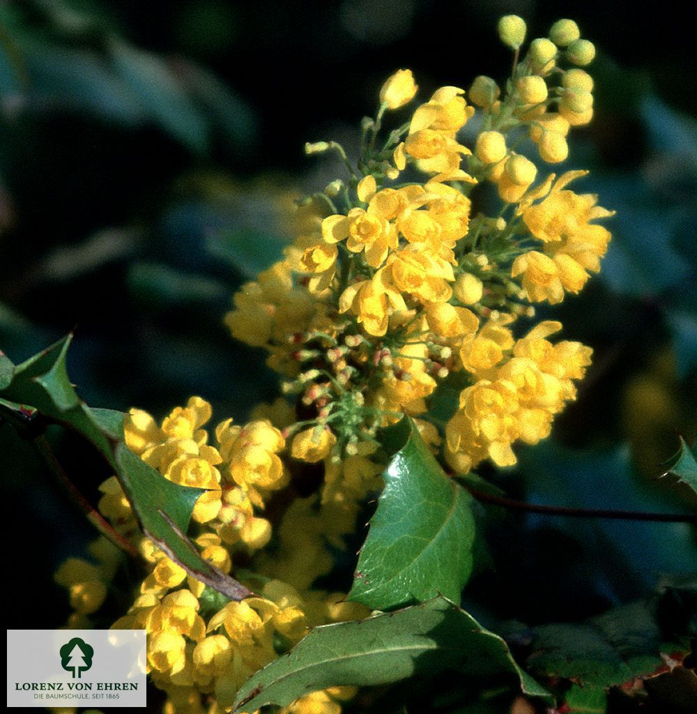 Mahonia aquifolium