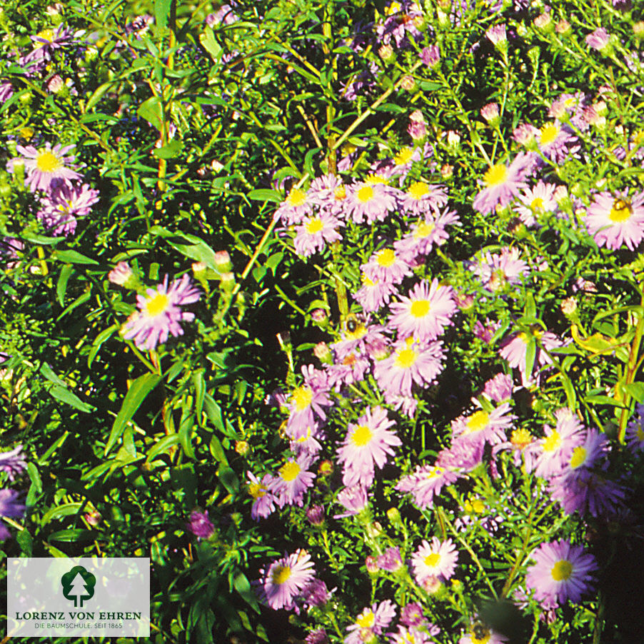 Aster novi-belgii 'Dauerblau'