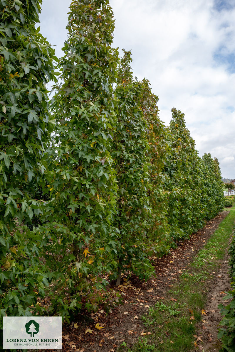 Liquidambar styraciflua 'Slender Silhouette'