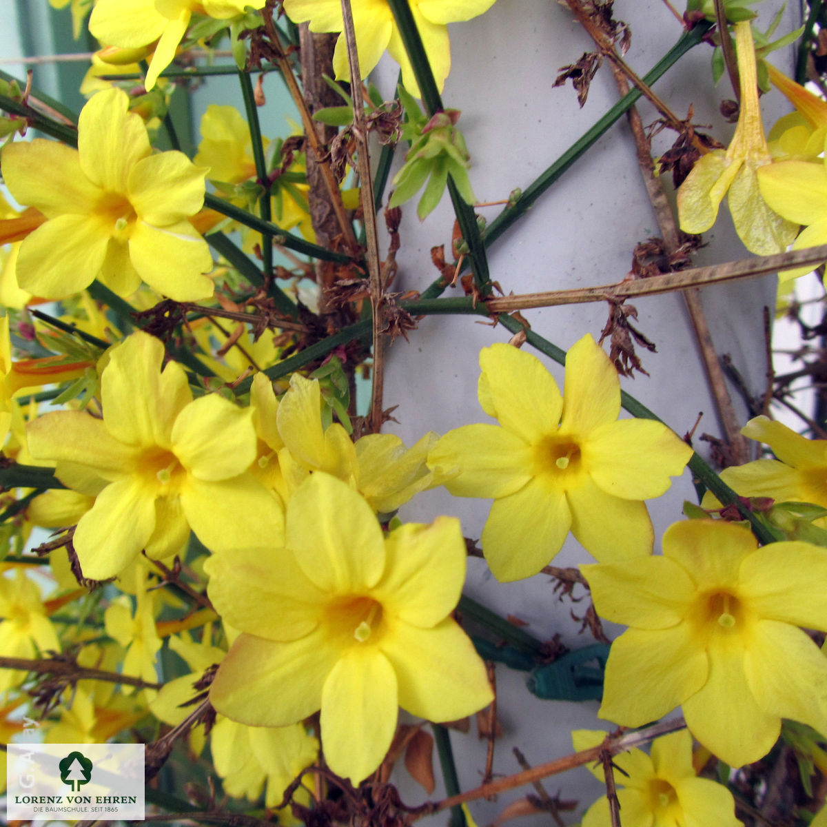 Jasminum nudiflorum