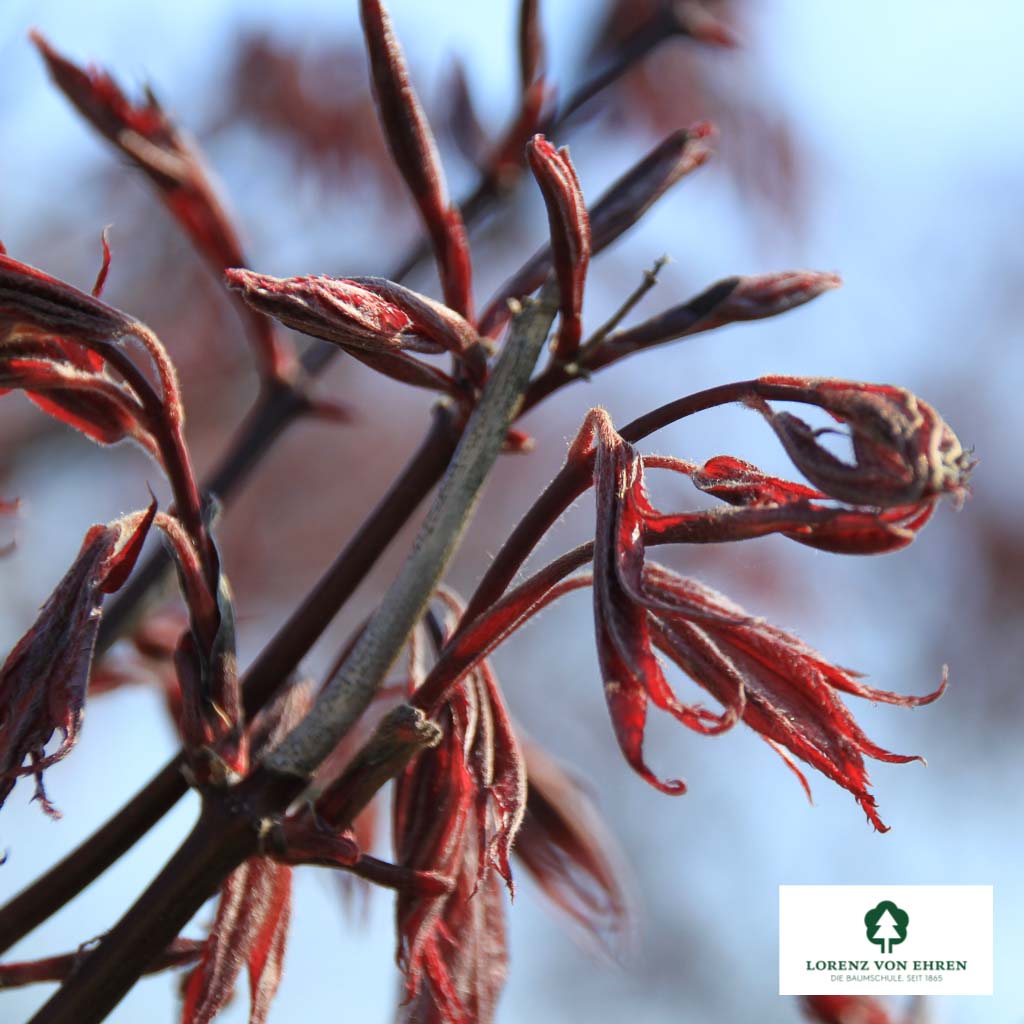 Acer palmatum 'Atropurpureum'