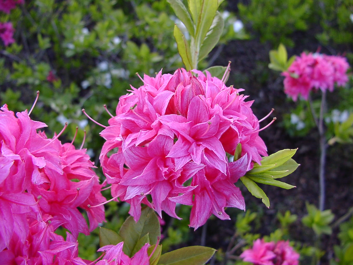 Rhododendron Azalea 'Homebush' verzaubert mit zarten rosa Blüten. Diese Azaleen-Sorte bringt eine sanfte und romantische Note in Ihren Garten.